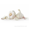 Pure White Garlic Cloves Chinese Garlic